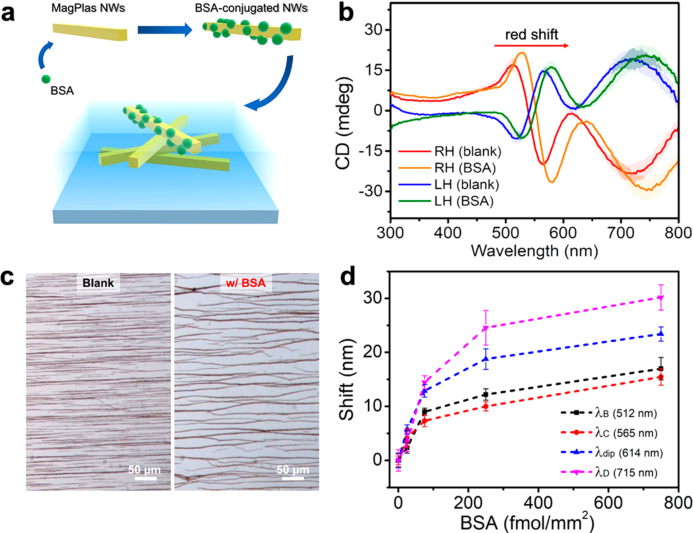 Figure 6: Results on biomimetic Bouligand structures and protein response