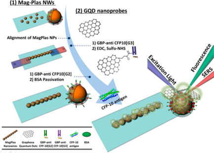 Schematic from the paper on dual-mode detection of the CFP-10 antigen