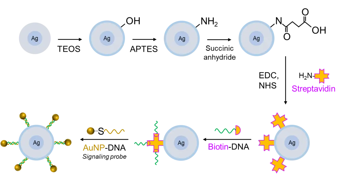 SP-MPB-SA streptavidin and biotin capture workflow illustration